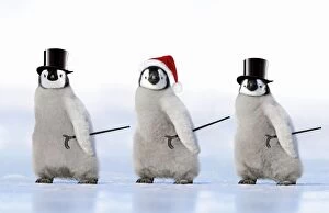 Emperor Penguin - three chicks wearing a top hat a Christmas hat and carrying canes