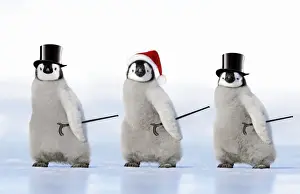 Antarctic Prints: Emperor Penguin - three chicks wearing a top hat a Christmas hat and carrying canes Digital Manipulation