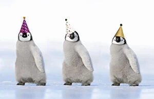 Emperor Penguin, three chicks wearing party hats