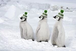 Images Dated 28th January 2009: Emperor Penguin - Chicks wearing woolly hats. Snow Hill Island Antarctica BI012009 Digital