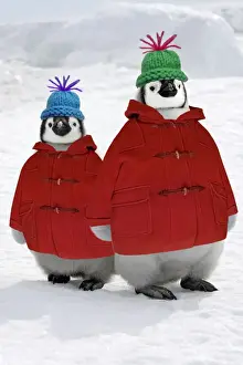 Coat Prints: Emperor Penguin - two chicks wearing woolly hats & duffle coats Digital Manipulation: Woolly hats & coats (SU)