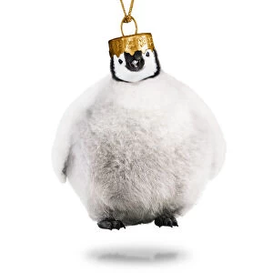 Baubles Gallery: Emperor Penguin, Christmas bauble