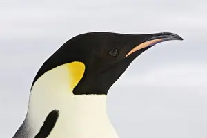 Emperor Penguin - close-up of head. Snow hill island - Antarctica