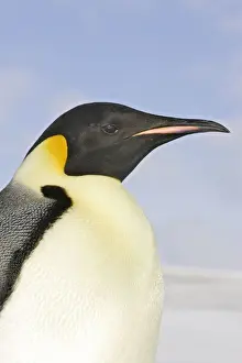 Penguin Prints: Emperor Penguin - close-up of head. Snow hill island - Antarctica
