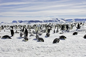 Emperor Penguin - adults following group of chicks