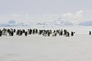 Creche Prints: Emperor Penguin - colony of adults and chicks. Snow hill island - Antarctica