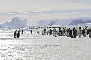 Emperor Penguin - colony adults and chicks. Snow hill island - Antarctica