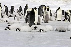 Emperor Penguin - colony of adults and chicks resting