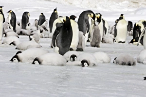 Emperor Penguin - colony of adults and chicks resting Emperor Penguin - colony of adults and chicks resting