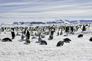 Masses Prints: Emperor Penguin - colony. Snow hill island - Antarctica