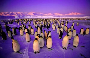 Mass Collection: Emperor Penguin - colony in twilight Ross Sea, Antarctica. GRB03269