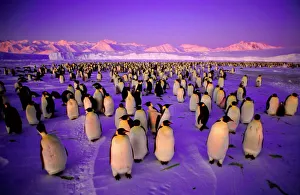Arty Collection: Emperor Penguin - colony in twilight Ross Sea, Antarctica. GRB03269