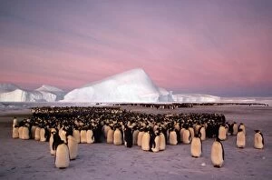 Emperor penguin - colony in winter