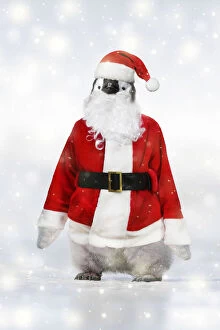 Father Gallery: Emperor Penguin, dressed as Father Christmas in winter snow