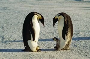 Emperor Penguin - One with egg on feet, other with chick