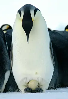 Emerging Prints: Emperor Penguin - father staring down at egg as the chick makes its first break in the shell - Antarctica OLI00012