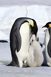 Emperor Penguin feeding young