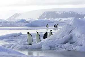 Emperor Penguin - group of adults. Snow hill island - Antarctica
