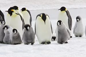 Images Dated 25th October 2006: Emperor Penguin - group of adults and chick. Snow hill island - Antarctica