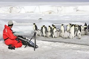 Images Dated 24th October 2006: Emperor Penguin - group of adults and chicks being