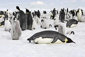 Emperor Penguin - group of adults and chicks