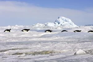 Emperor Penguin - group of adults sliding across ice