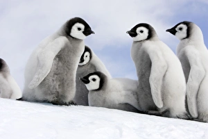 Emperor Penguin - group of chicks