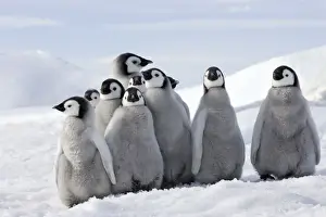 Emperor Penguin - group of chicks. Snow hill island - Antarctica