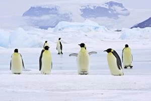 Emperor Penguin - group on ice