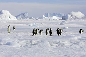 Emperor Penguin - group standing on ice