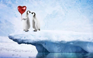 Cos 2415 Gallery: Emperor Penguin on iceberg, kissing holding red heart shaped helium balloon with glacier in