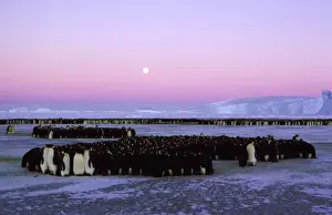 Emperor penguin - large group huddling