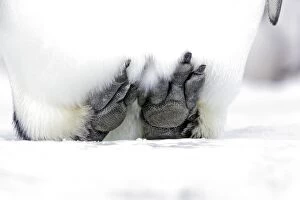 Emperor Penguin - lifting feet of ice to keep warm