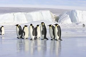 Emperor Penguin - line of adults standing on ice
