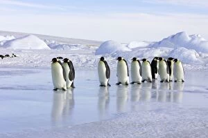 Emperor Penguin - line of adults walking across ice