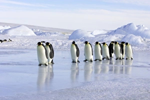 Emperor Penguin - line of adults walking across ice Emperor Penguin - line of adults walking across ice
