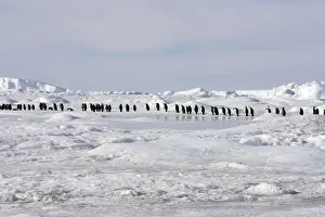 Emperor Penguin - line of adults walking across ice. Snow hill island - Antarctica
