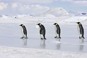 Emperor Penguin - line of four adults walking across ice