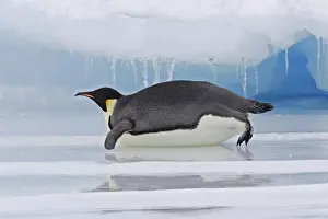 Emperor Penguin - Lying on belly on ice. Snow hill island Antarctica