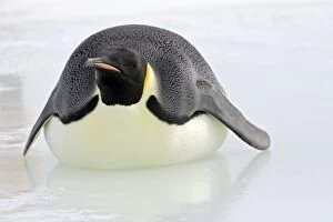 Images Dated 25th October 2006: Emperor Penguin - Lying on belly on ice. Snow hill island Antarctica