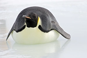 Images Dated 25th October 2006: Emperor Penguin - Lying on belly on ice. Snow hill island Antarctica