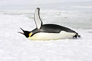 Images Dated 25th October 2006: Emperor Penguin - lying on ice - calling. Snow hill island - Antarctica
