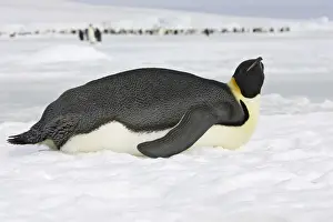 Emperor Penguin - lying on ice. Snow hill island - Antarctica