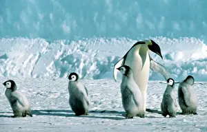 Emperor Penguin - Marshalling chicks. Antarctic