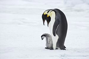 Images Dated 3rd September 2007: Emperor Penguin - Pair with Chick