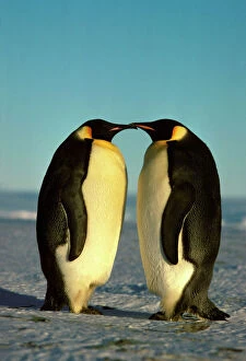 Face To Face Collection: Emperor Penguin - pair facing each other Antarctica GRB03733