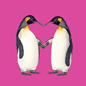 Walking Gallery: Emperor Penguin, pair holding hands creating a heart shape