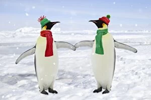 Emperor Penguin - pair holding hands wearing Christmas hats and scarves