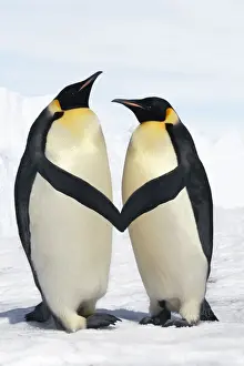Christmas Prints: Emperor Penguin - pair holding hands / wings Digital Manipulation