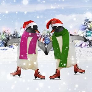 Emperor Penguin - pair ice skating
